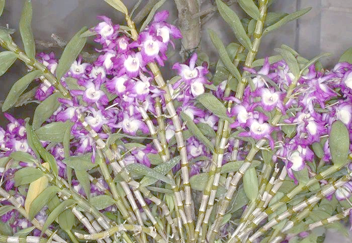 30 methods of planting iron and stone