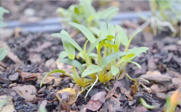 30 methods of planting iron and stone