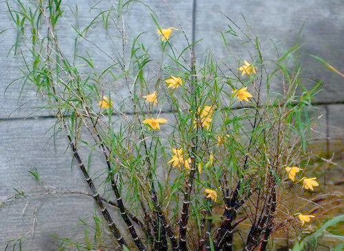 30 methods of planting iron and stone