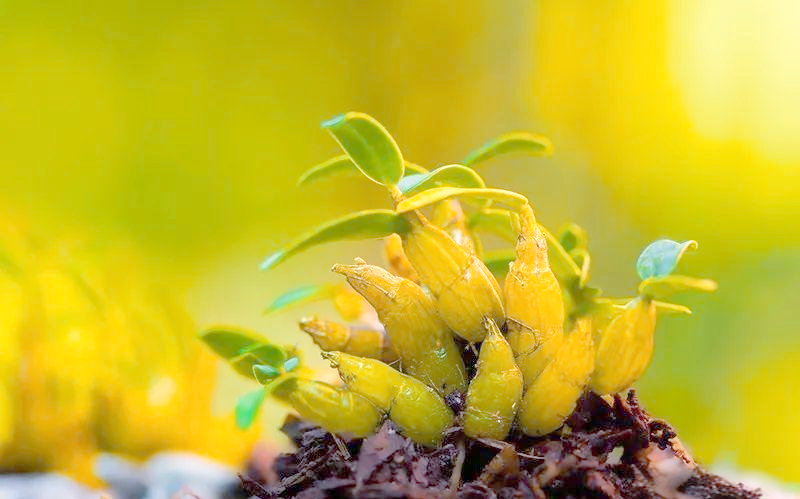 30 methods of planting iron and stone