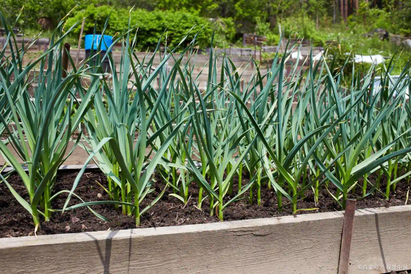 东北大蒜种植技术