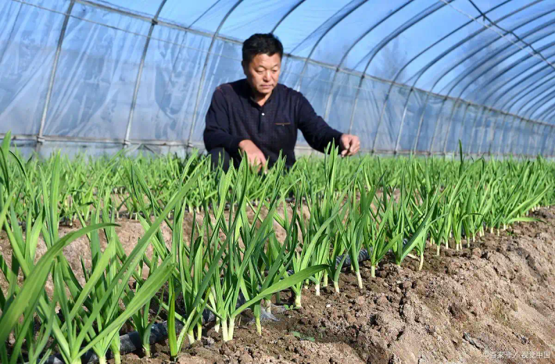 东北大蒜种植技术