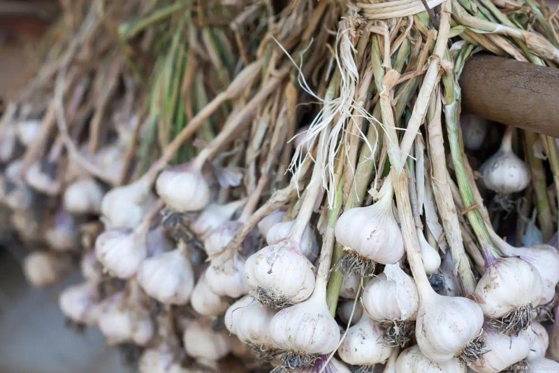 东北大蒜种植技术