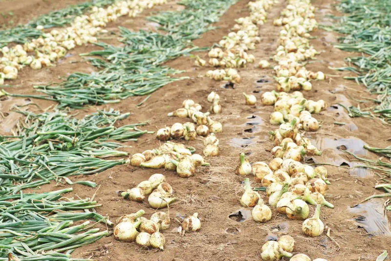 东北大蒜种植技术