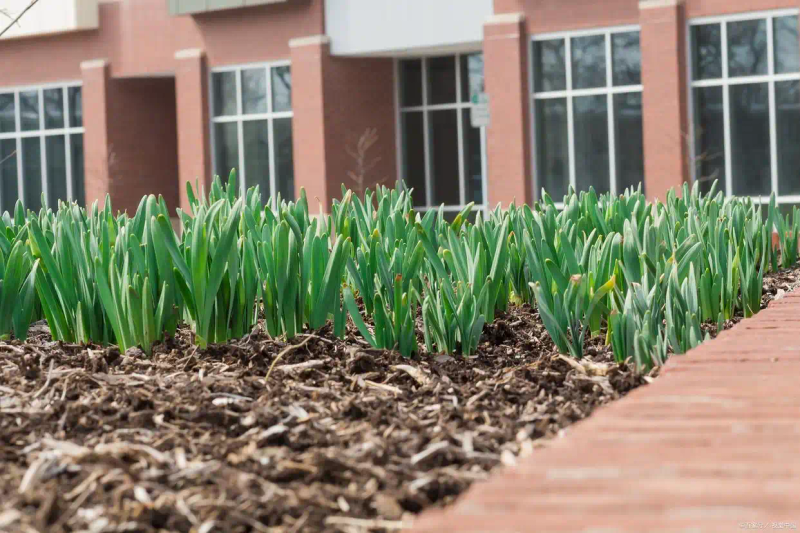 东北大蒜种植技术