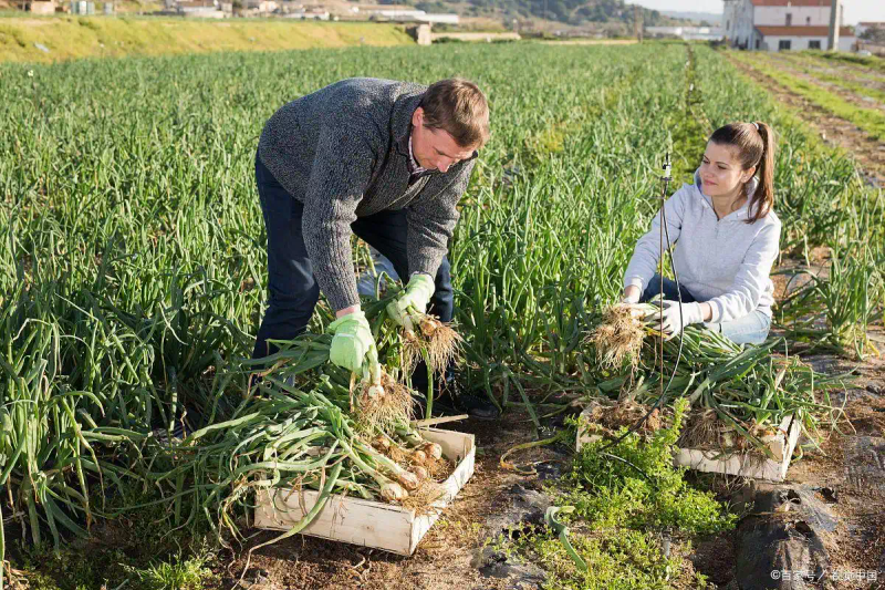 东北大蒜种植技术