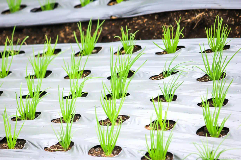 东北大蒜种植技术