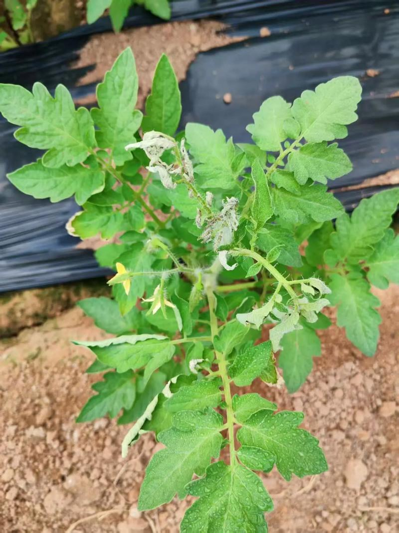 How do you grow tomatoes