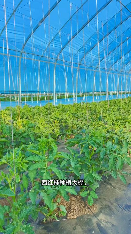 How do you grow tomatoes