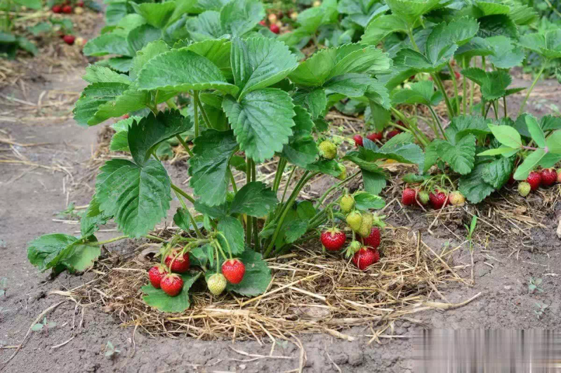 大棚有机草莓种植技术
