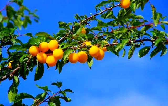 南方适合种植什么水果