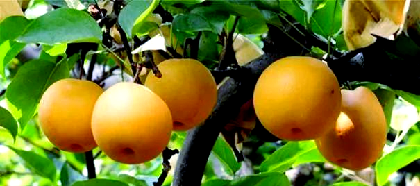 南方适合种植什么水果