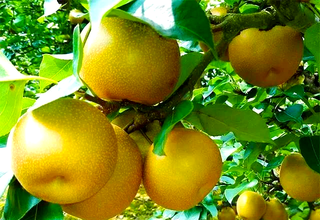 南方适合种植什么水果