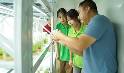 甘蔗的种植方法视频