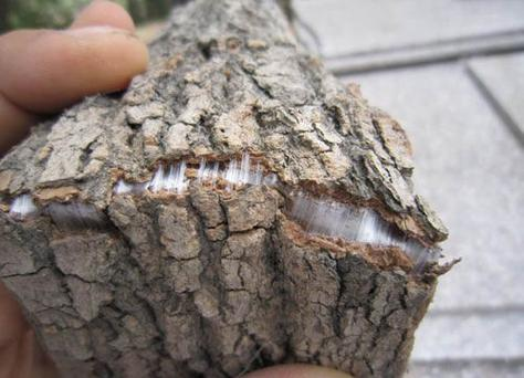 杜仲种子怎么种植技术