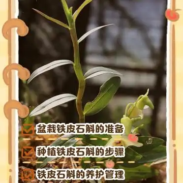 家中如何盆栽铁皮石斛