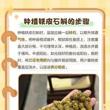 30家庭种植铁皮石斛方法