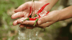 扁豆种植技术视频