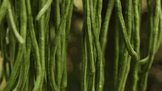 扁豆种植技术视频