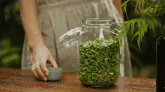 扁豆种植技术视频