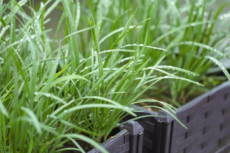 韭菜种植最简单方法