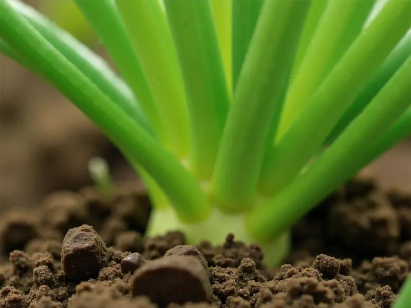 韭菜种植最简单方法