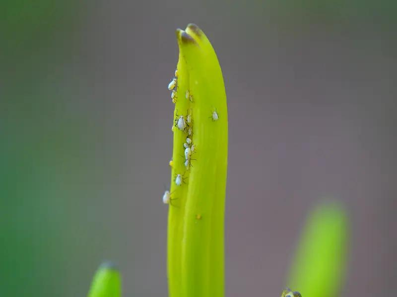 韭菜种植最简单方法