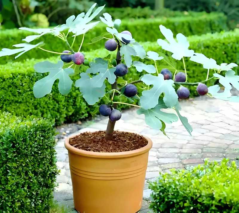 适合露台种植的果树