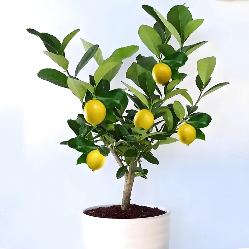 适合露台种植的果树