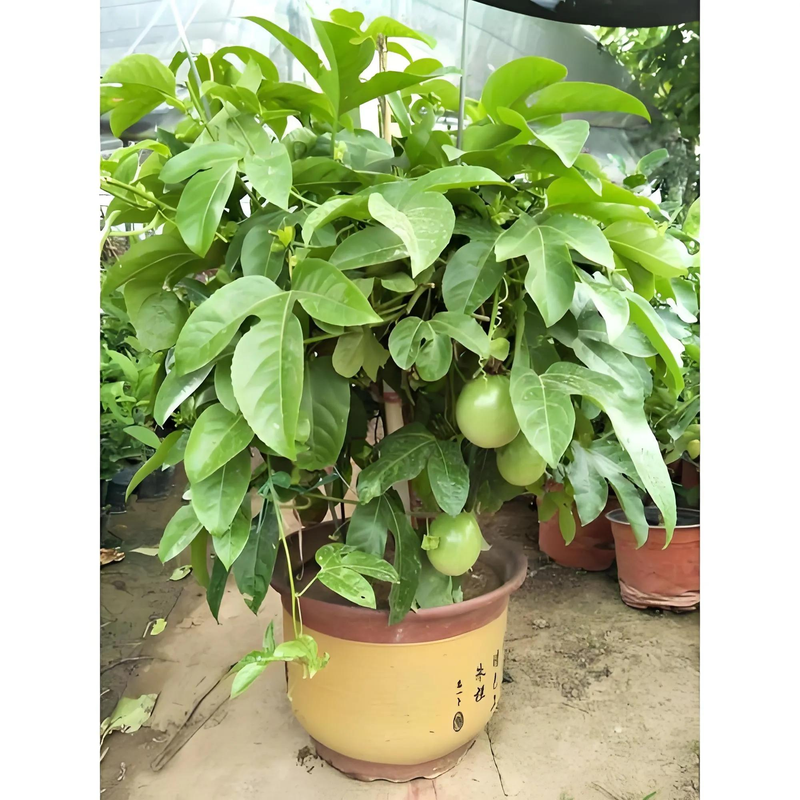 适合露台种植的果树