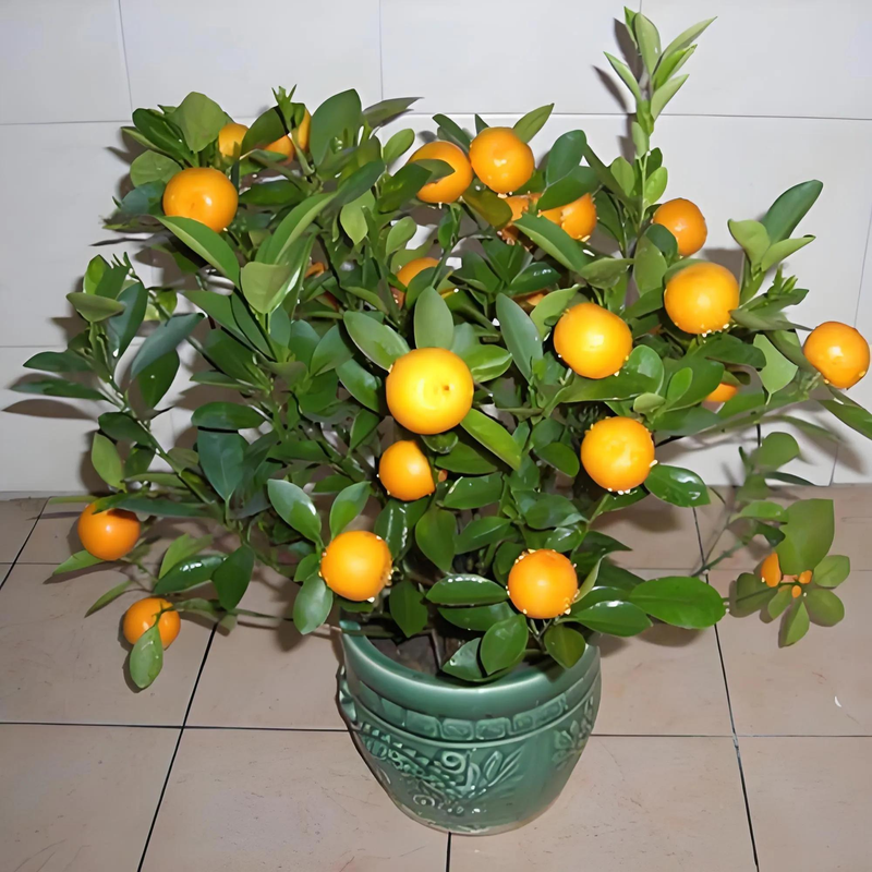 适合露台种植的果树