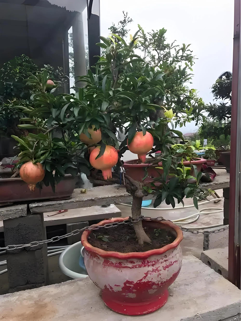 适合露台种植的果树