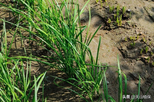 韭菜种植最简单方法