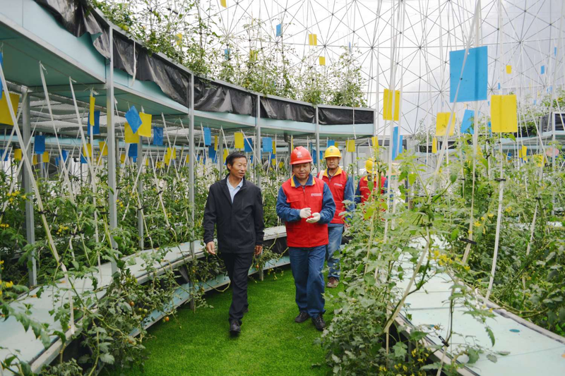 Technology for fruit growing in large sheds