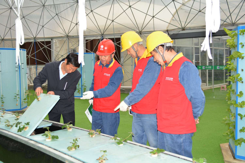 Technology for fruit growing in large sheds