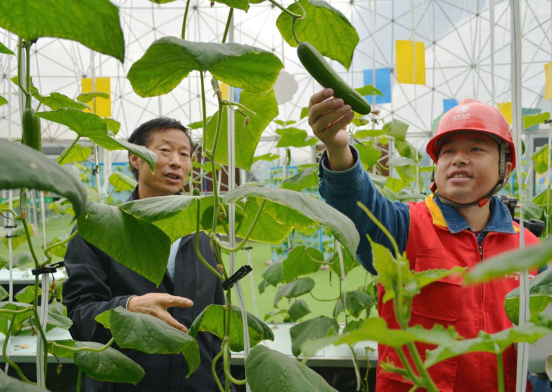Technology for fruit growing in large sheds