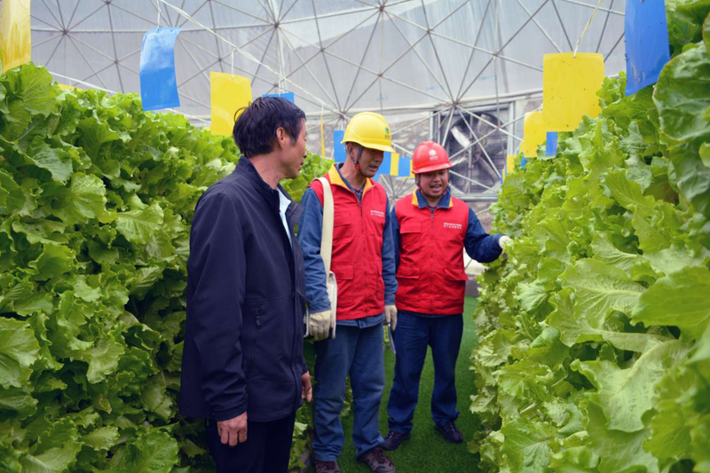 Technology for fruit growing in large sheds