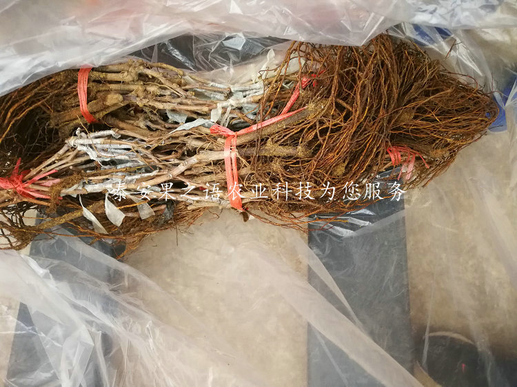 The method of cultivation of summer black grapes