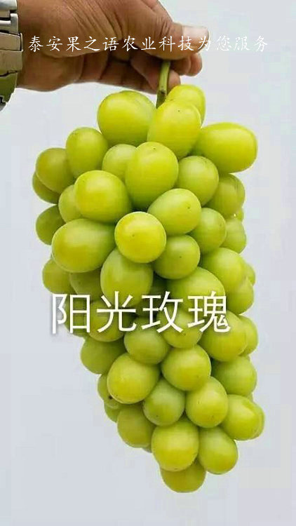 The method of cultivation of summer black grapes