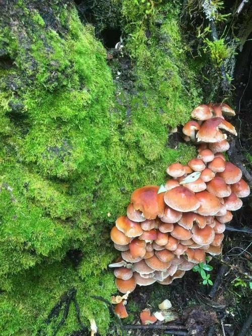 How to grow tea mushrooms