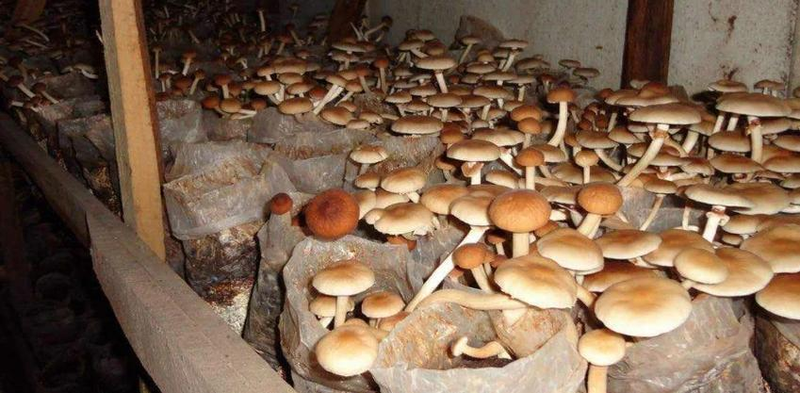 How to grow tea mushrooms