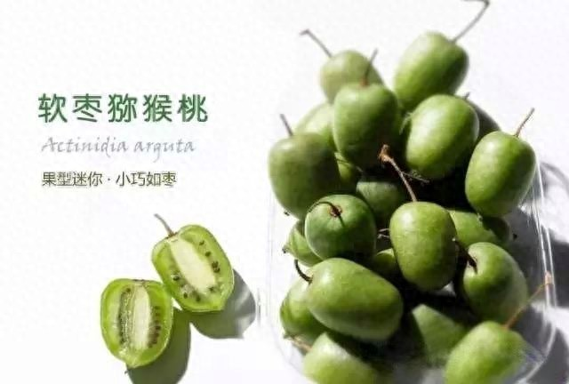 A fruit tree for the balcony