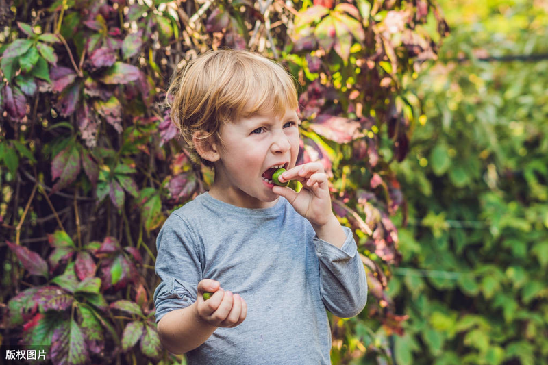 A fruit tree for the balcony