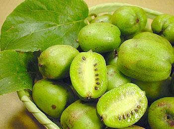A fruit tree for the balcony