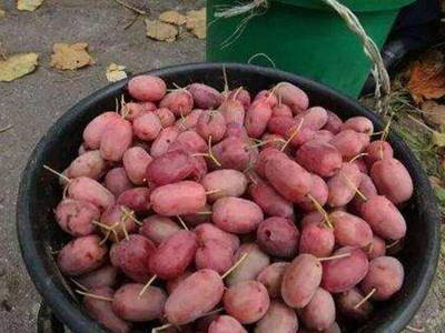 A fruit tree for the balcony