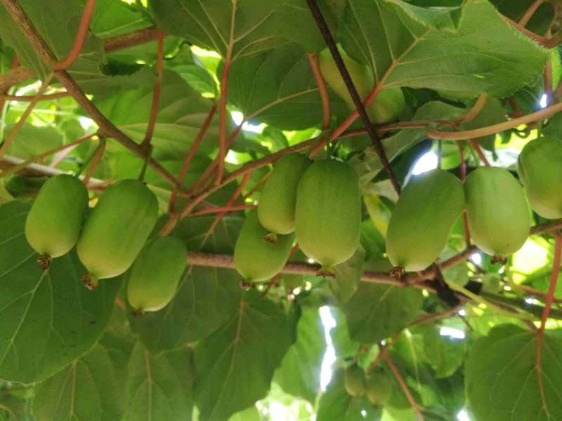 A fruit tree for the balcony
