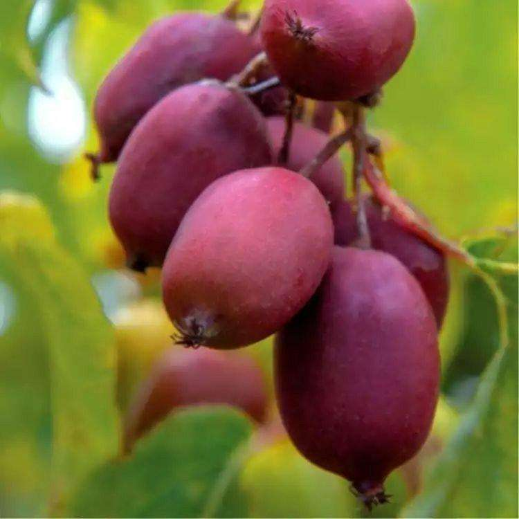 A fruit tree for the balcony