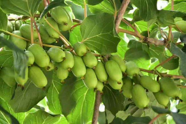 A fruit tree for the balcony