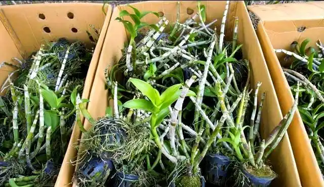 30 methods of planting iron and stone