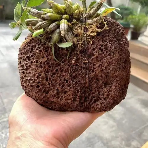 30 methods of planting iron and stone